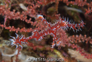 red ghost by Afflitti Gianluca 